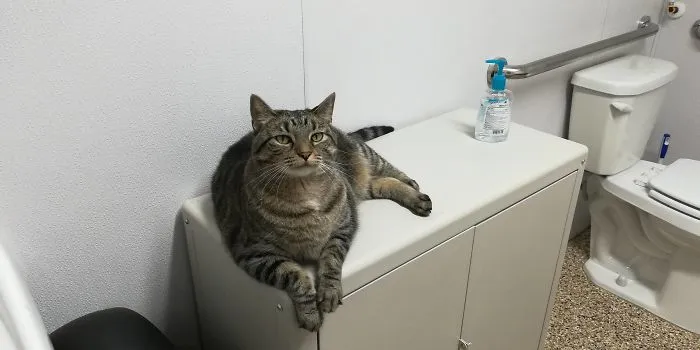La gente comparte cosas que sus mascotas les han condicionado a hacer accidentalmente (25 respuestas)