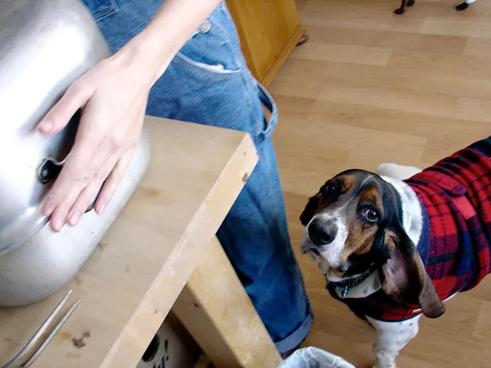 La gente comparte cosas que sus mascotas les han condicionado a hacer accidentalmente (25 respuestas)