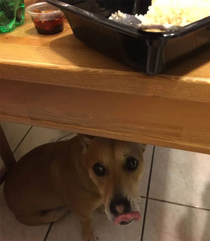 La gente comparte cosas que sus mascotas les han condicionado a hacer accidentalmente (25 respuestas)