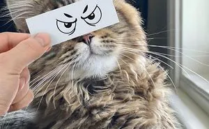Guy Puts 20 Face Cutouts Over His Cats To Give Them Random Emotions