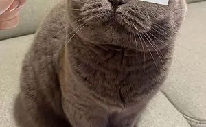 Guy Puts 20 Face Cutouts Over His Cats To Give Them Random Emotions