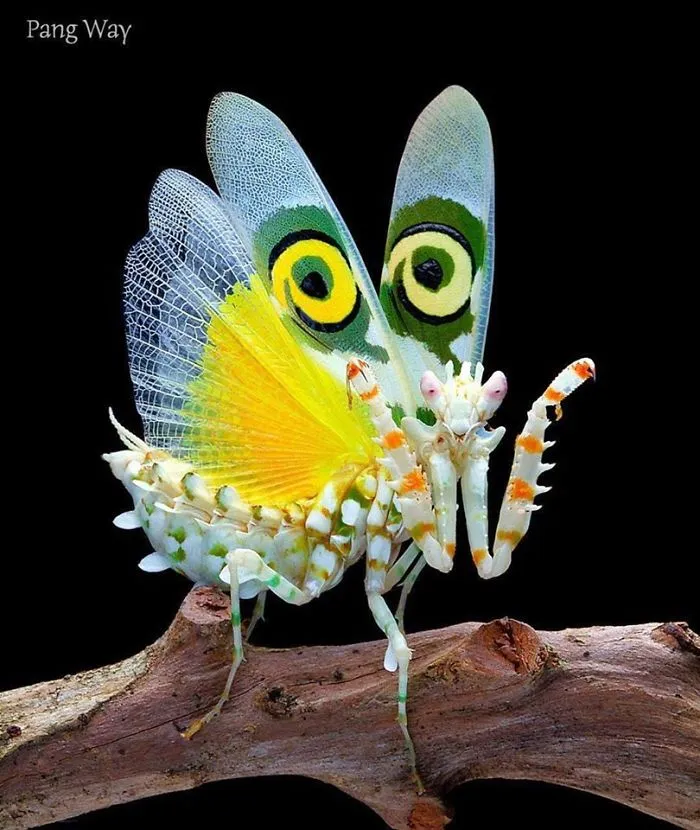 Photographer Captures Amusing Pics Of Stunning Mantises, And Here Are 30 Of The Best Ones