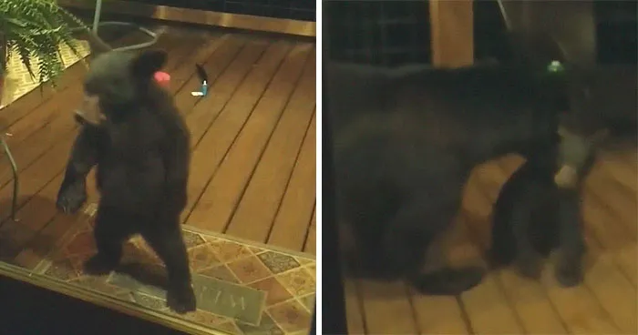 Mama Bear Scolds Her Cub For Peeking Into This Woman's Window And The Video Goes Viral
