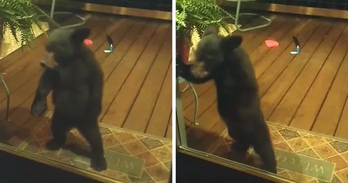 Mama Bear Scolds Her Cub For Peeking Into This Woman's Window And The Video Goes Viral