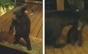 Mama Bear Scolds Her Cub For Peeking Into This Woman's Window And The Video Goes Viral