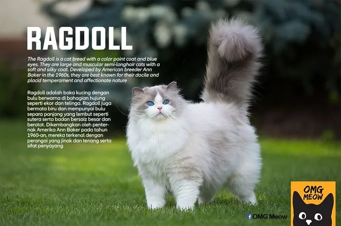 Ragdoll