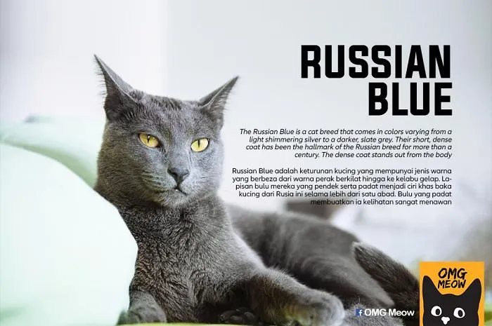 Gato azul ruso