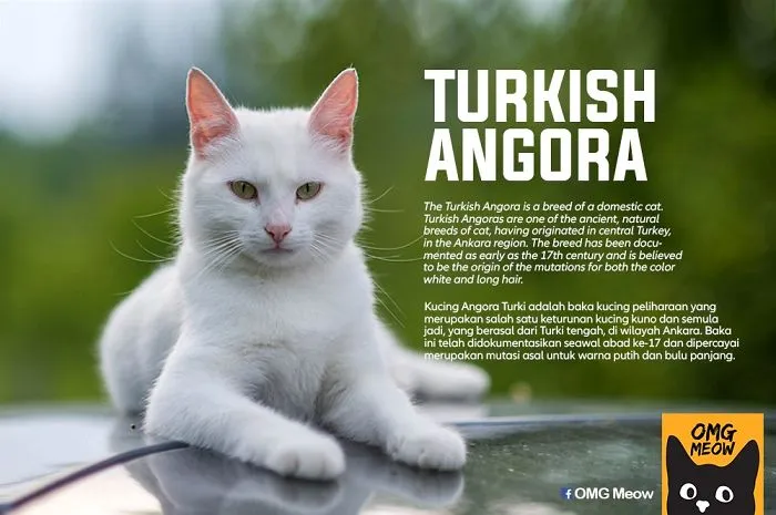 Angora Turco