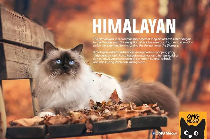Gato Himalayo