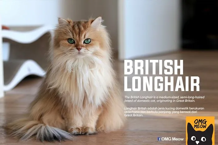 British Longhair