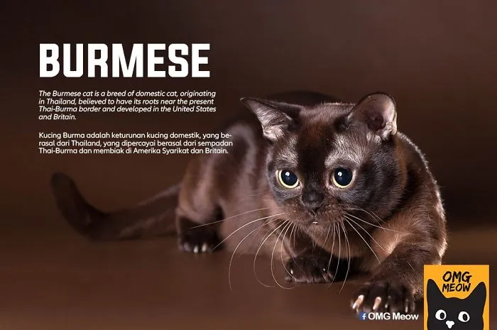 30 Of The Most Popular Cat Breeds And Their Origins