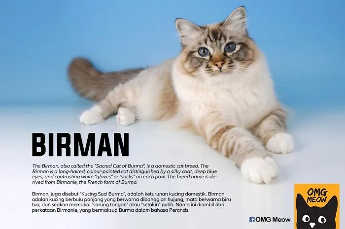Gato Birmano