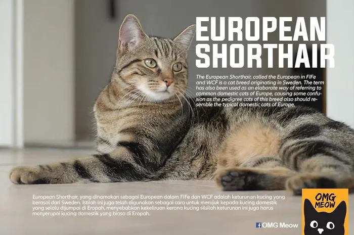 30 Of The Most Popular Cat Breeds And Their Origins