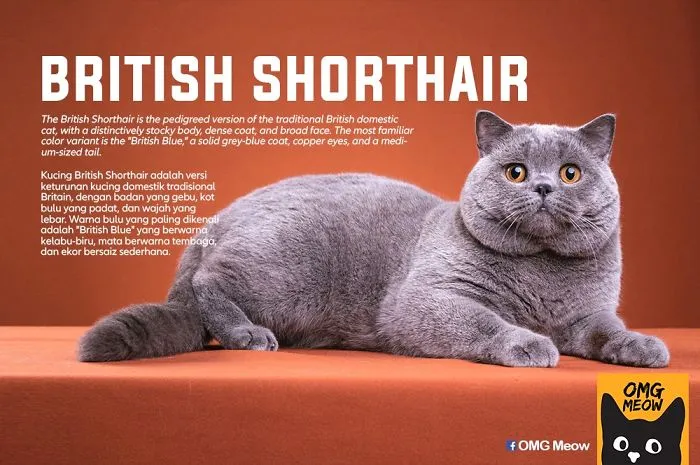 British Shorthair