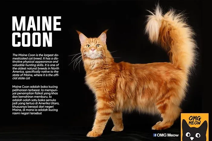 Maine Coon