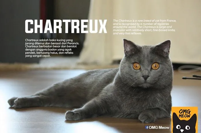 30 Of The Most Popular Cat Breeds And Their Origins