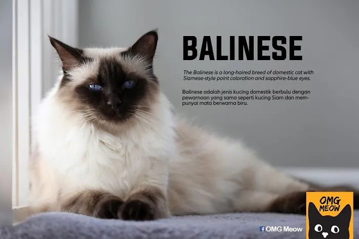 30 De las razas de gatos más populares y sus orígenes