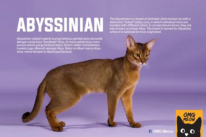 Gato Abisinio
