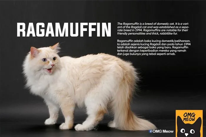 30 Of The Most Popular Cat Breeds And Their Origins