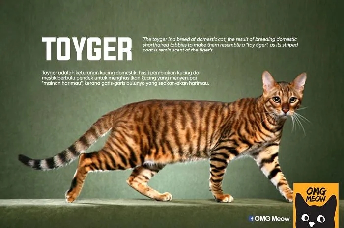 30 Of The Most Popular Cat Breeds And Their Origins
