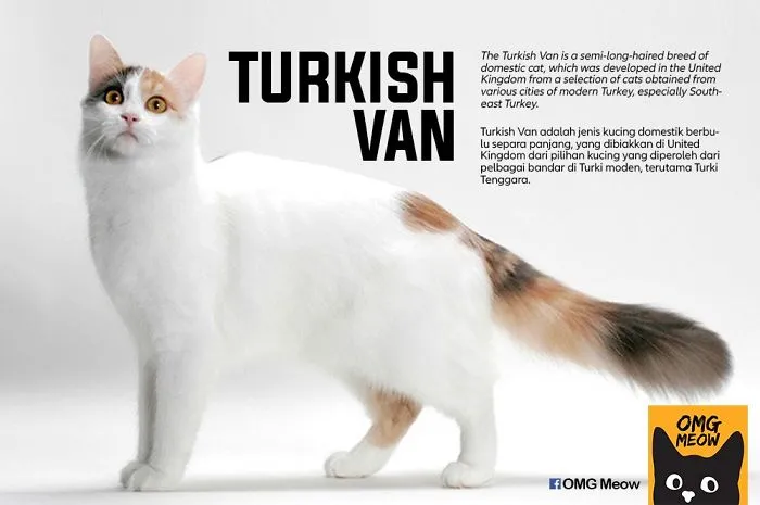 30 Of The Most Popular Cat Breeds And Their Origins