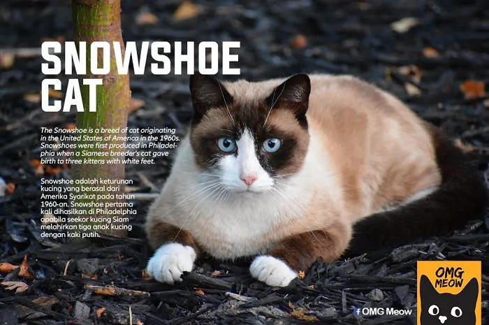 30 Of The Most Popular Cat Breeds And Their Origins