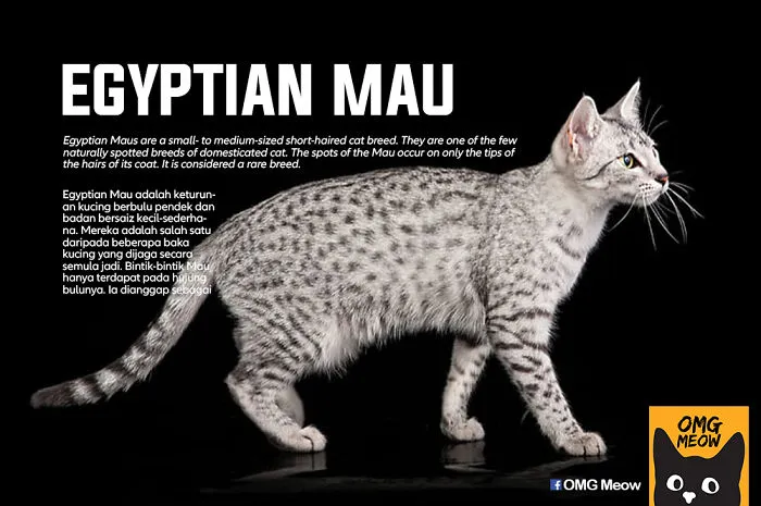 Mau Egipcio