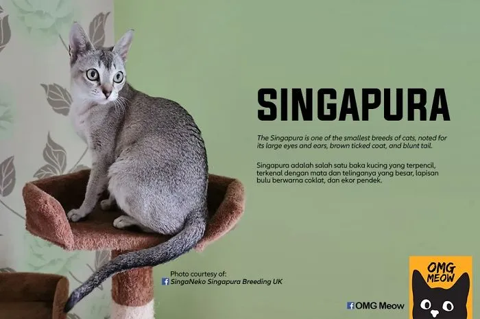 Gato Singapura