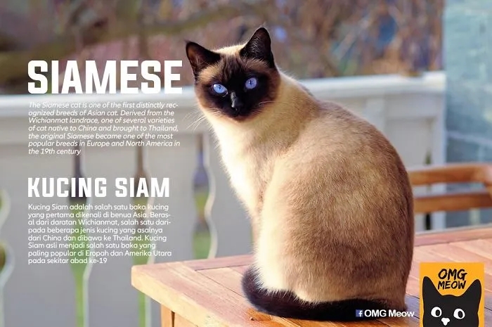 Gato Siamés
