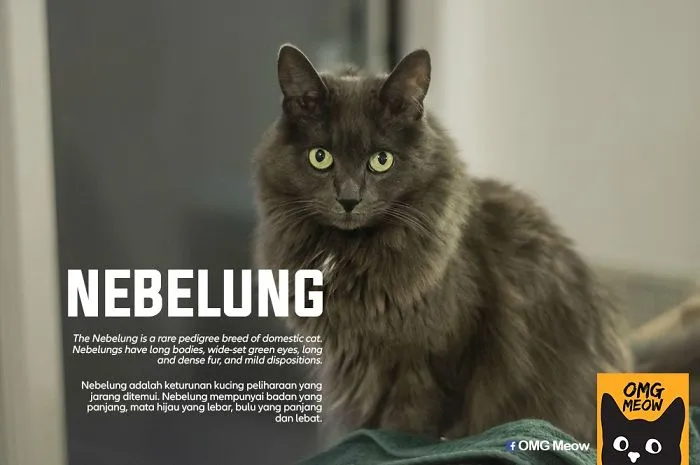 30 Of The Most Popular Cat Breeds And Their Origins