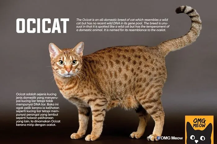 30 Of The Most Popular Cat Breeds And Their Origins