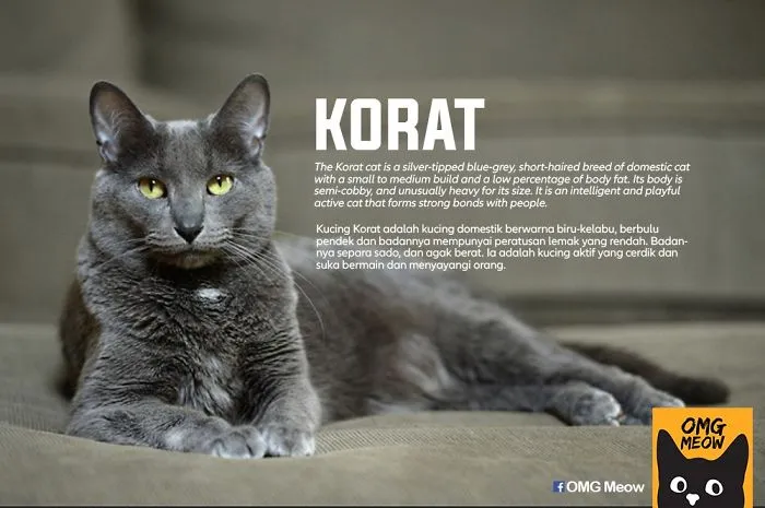 30 Of The Most Popular Cat Breeds And Their Origins