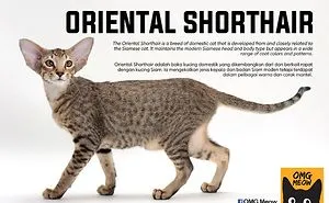 30 Of The Most Popular Cat Breeds And Their Origins