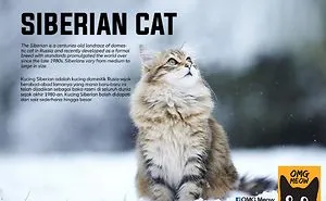 30 Of The Most Popular Cat Breeds And Their Origins