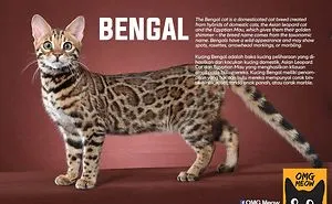 30 Of The Most Popular Cat Breeds And Their Origins