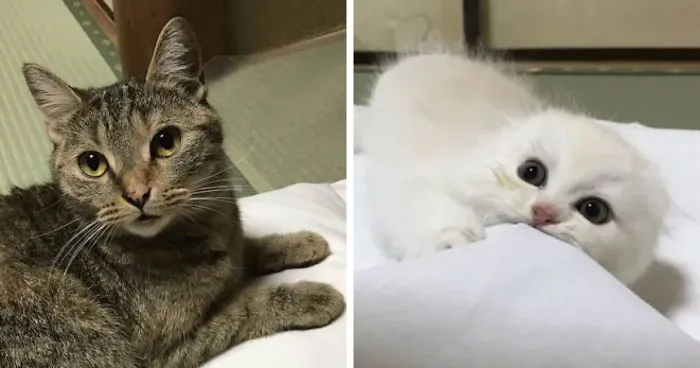 Traditional Japanese Inn Offers Its Guests Cat Companions To Spend The Night With