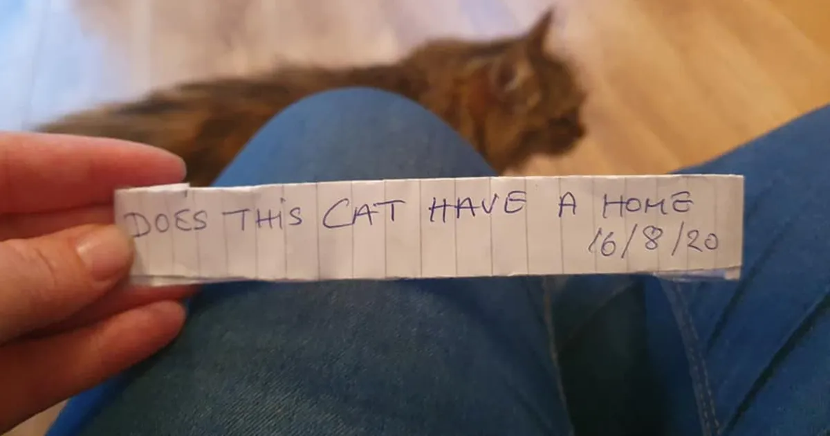 Esta dueña encontró un collar de papel en el cuello de su gato al volver de la calle