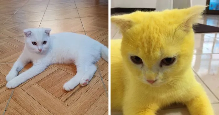 Thai Woman Uses Turmeric For Her Cat's Fungal Infection, And The Cat Accidentally Turns Yellow (12 Pics)