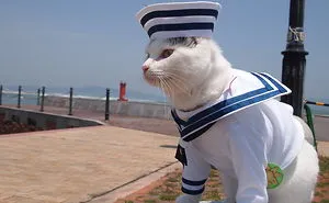 On His Free Time, This Guy Makes Anime Costumes For His Cats And Here Are 35 Of The Coolest Ones
