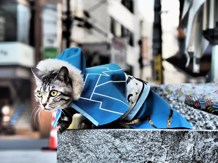 On His Free Time, This Guy Makes Anime Costumes For His Cats And Here Are 35 Of The Coolest Ones