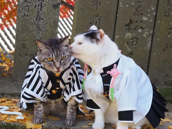 On His Free Time, This Guy Makes Anime Costumes For His Cats And Here Are 35 Of The Coolest Ones
