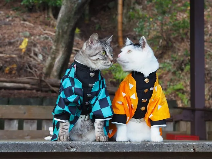 On His Free Time, This Guy Makes Anime Costumes For His Cats And Here Are 35 Of The Coolest Ones