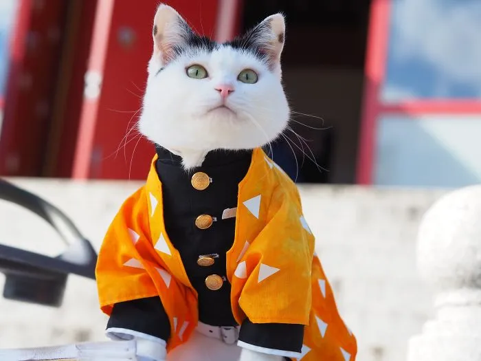 On His Free Time, This Guy Makes Anime Costumes For His Cats And Here Are 35 Of The Coolest Ones