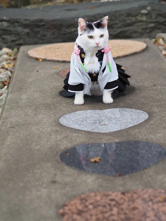 On His Free Time, This Guy Makes Anime Costumes For His Cats And Here Are 35 Of The Coolest Ones