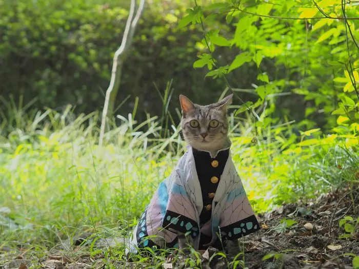 On His Free Time, This Guy Makes Anime Costumes For His Cats And Here Are 35 Of The Coolest Ones