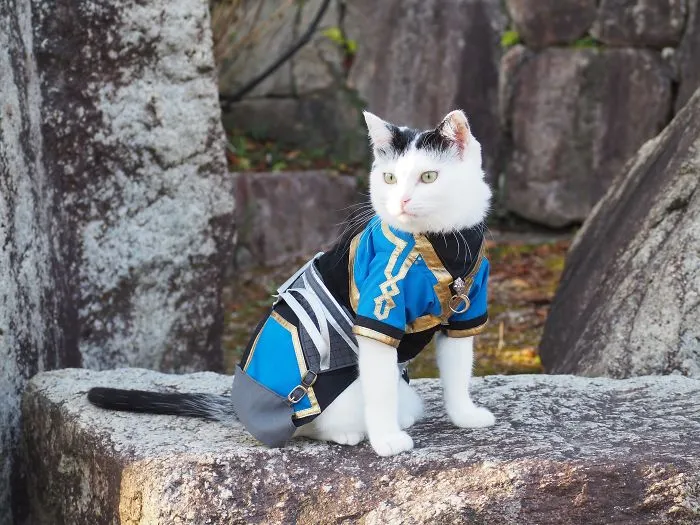 On His Free Time, This Guy Makes Anime Costumes For His Cats And Here Are 35 Of The Coolest Ones