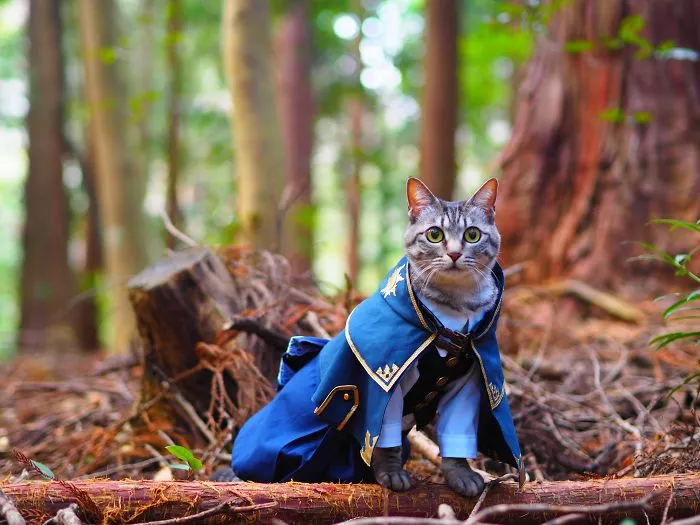 On His Free Time, This Guy Makes Anime Costumes For His Cats And Here Are 35 Of The Coolest Ones