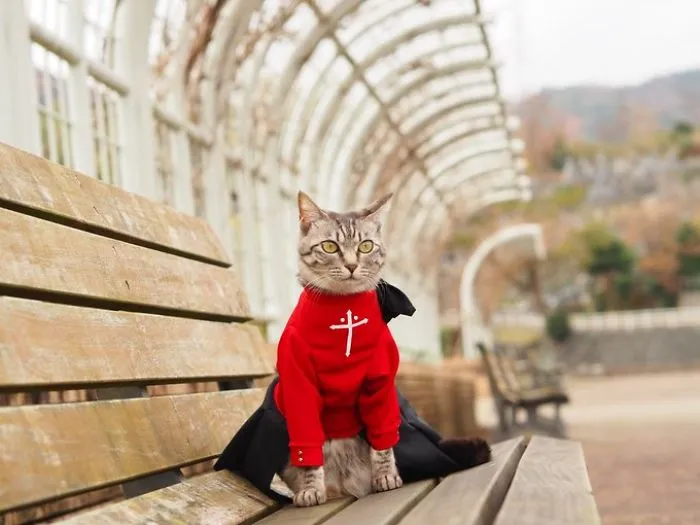On His Free Time, This Guy Makes Anime Costumes For His Cats And Here Are 35 Of The Coolest Ones