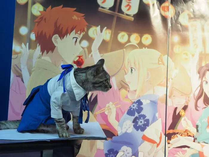On His Free Time, This Guy Makes Anime Costumes For His Cats And Here Are 35 Of The Coolest Ones