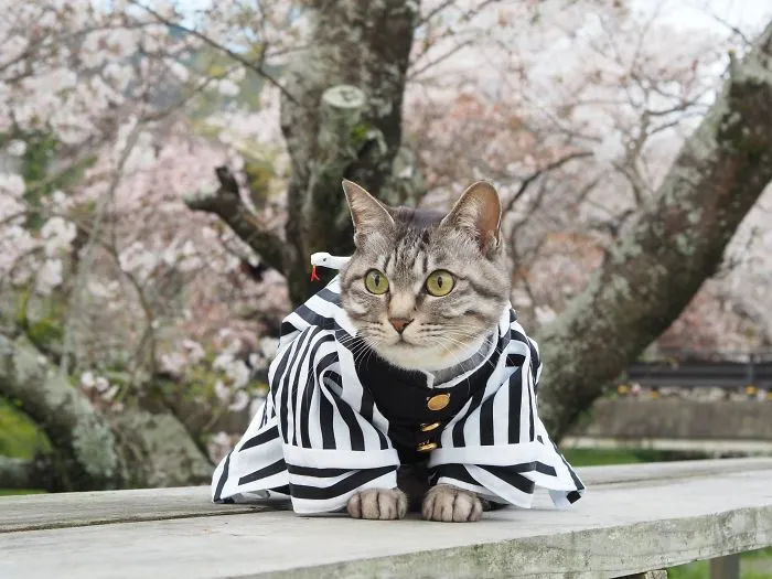 On His Free Time, This Guy Makes Anime Costumes For His Cats And Here Are 35 Of The Coolest Ones